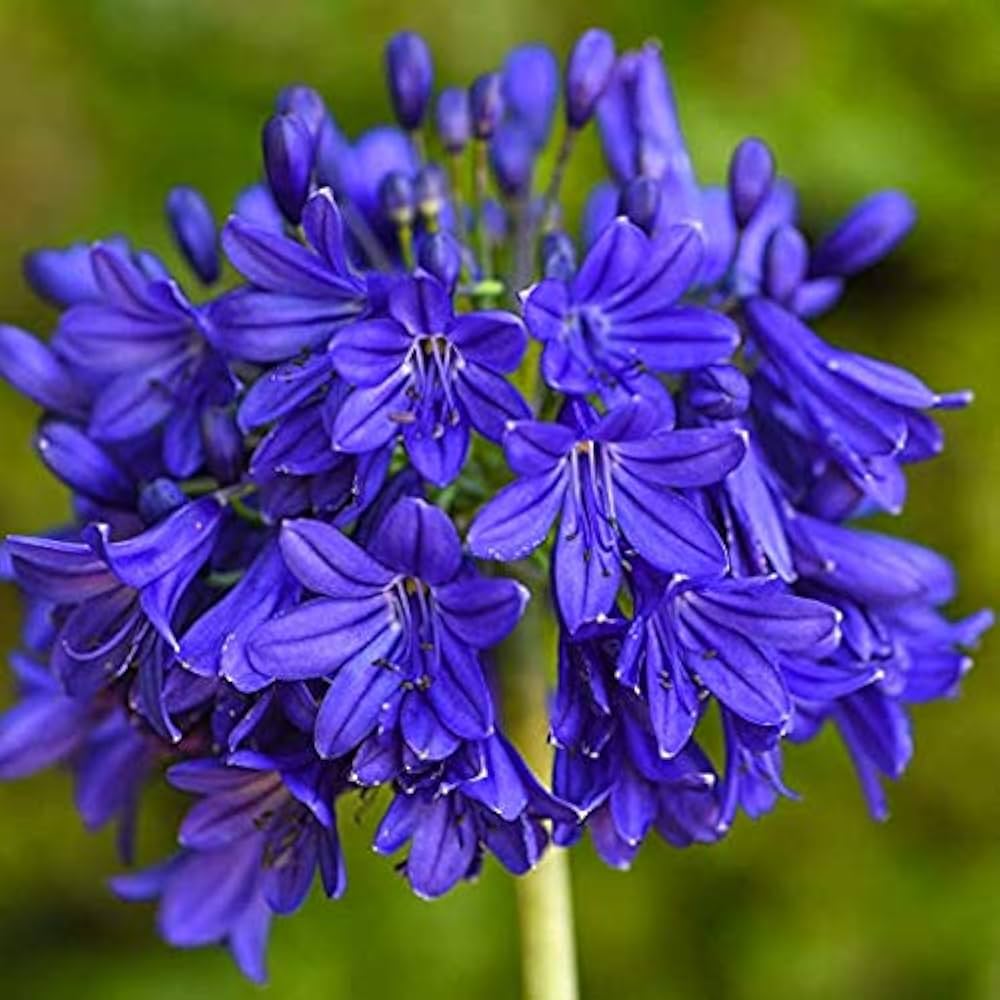 Agapanthus - Lily of the Nile - Sprouted Bulbs
