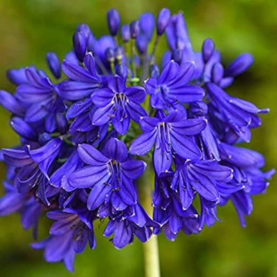 Agapanthus - Lily of the Nile - Bulbs