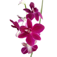 Orchid - Dendrobium Erasakul Rot Gold (Blooming Size) - plant store® 