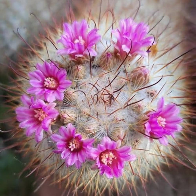 Mammillari Bombyciana Bare Rooted - plant store® 