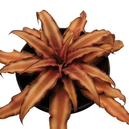 Cryptanthus Choco Starlite