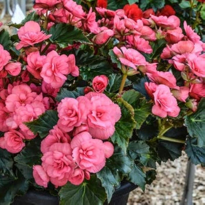 Begonia Double Petal (Mix Colour) Bulbs