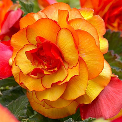 Begonia Double Petal (Mix Colour) Bulbs