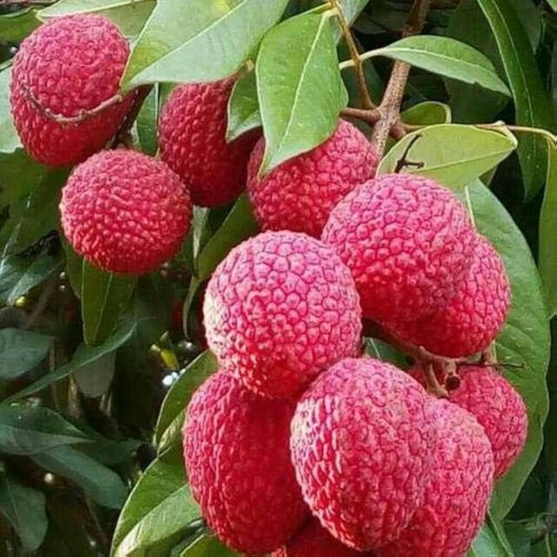 Bombay Lychee Grafted Tree