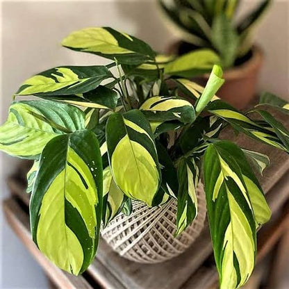 Calathea Golden Mosiac