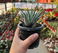 Haworthia Zebra (Bare Rooted)