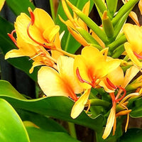 Ginger Lily Flower Bulbs (Highly Fragrant)