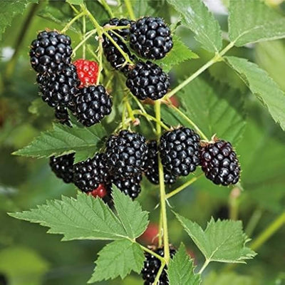 Blackberry Plant