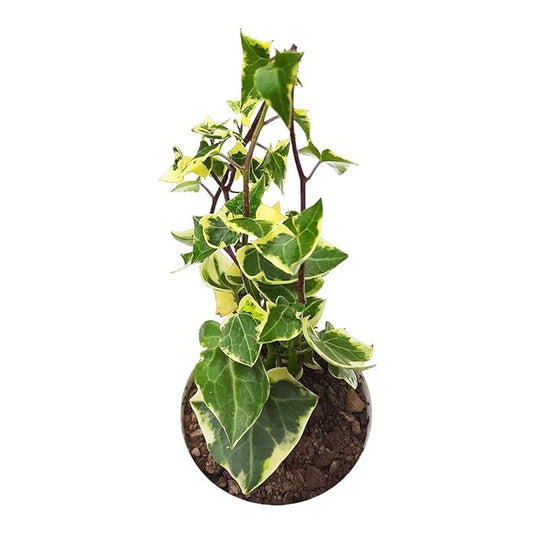 English Ivy Variegated