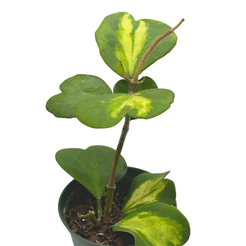 Hoya Kerrii, Inner Variegation, Big and Full of Heart Shaped Leaves (Plant it Yourself) Bare Rooted - plant store® 