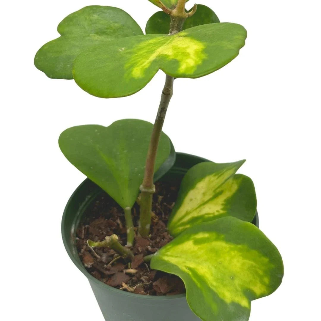 Hoya Kerrii, Inner Variegation, Big and Full of Heart Shaped Leaves (Plant it Yourself) Bare Rooted - plant store® 