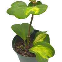 Hoya Kerrii, Inner Variegation, Big and Full of Heart Shaped Leaves (Plant it Yourself) Bare Rooted - plant store® 