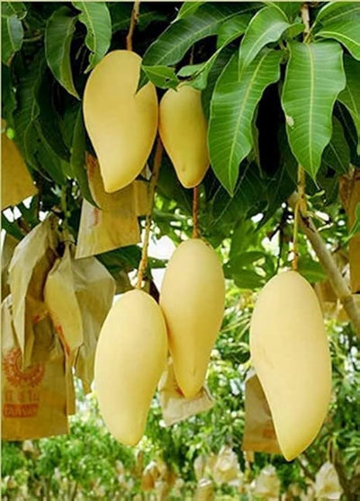 Honeydew Mango Grafted Tree