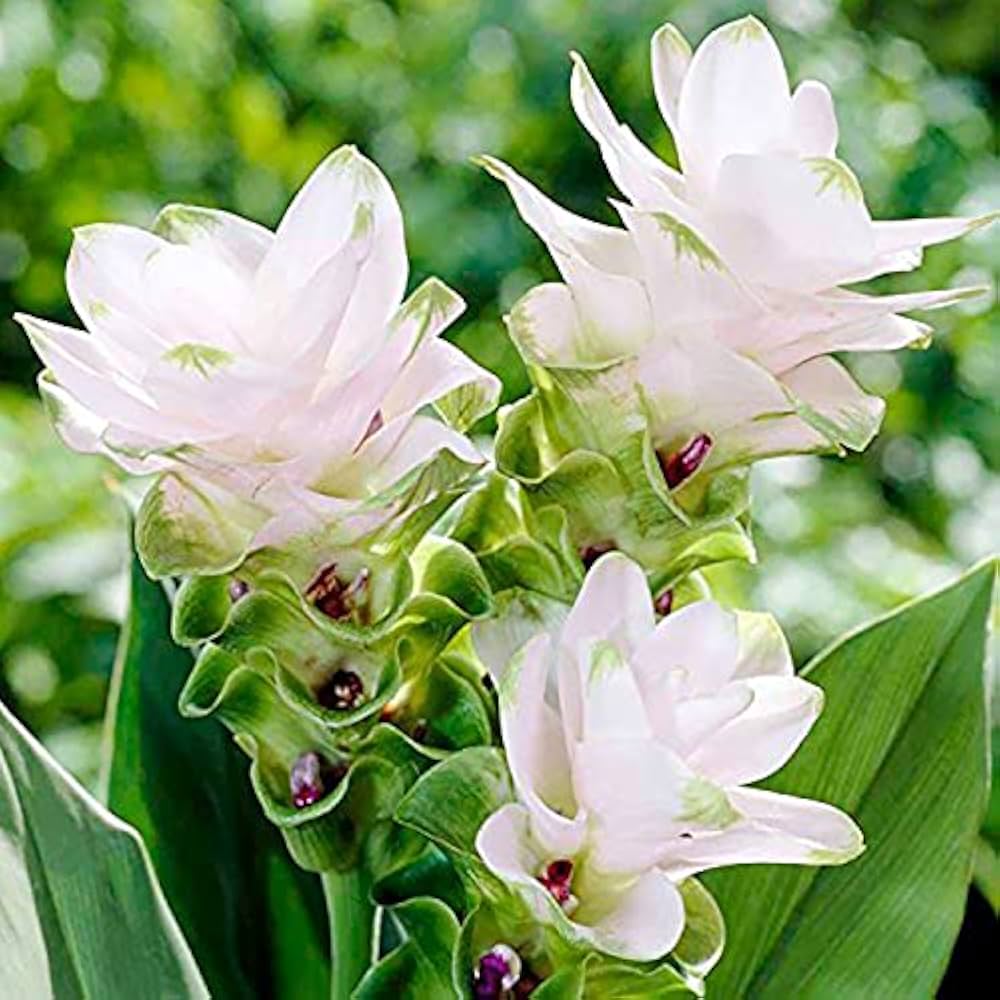 Curcuma Lily Flowering Bulbs