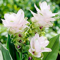 Curcuma Lily Flowering Bulbs