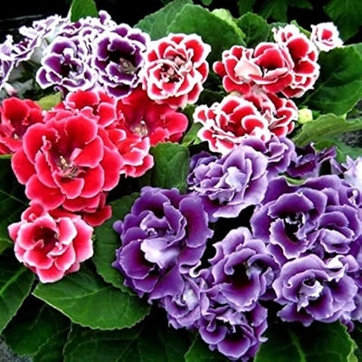 Gloxinia Double Petal (Mix Colour) Bulbs
