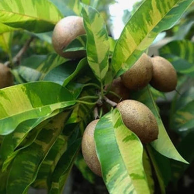 Variegated Chiku Grafted Tree