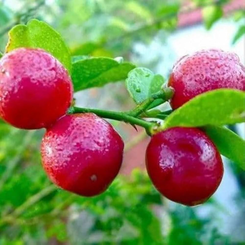 Red Pati Lemon (Nimbu) Grafted Tree