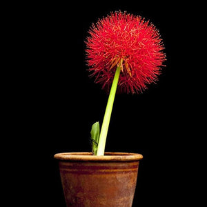 Football Lily Bulbs (Red)
