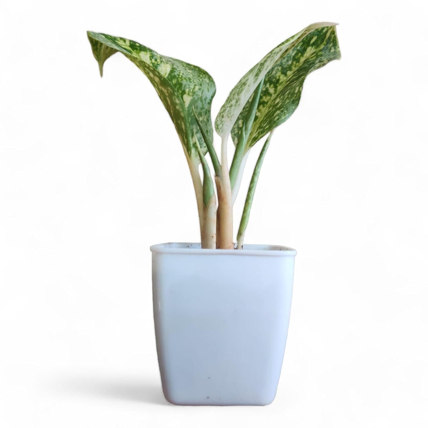 Aglaonema White Lightning - plant store® 