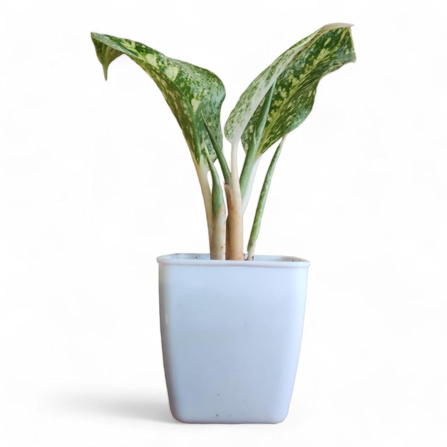 Aglaonema White Lightning