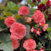 Begonia Double Petal (Mix Colour) Bulbs