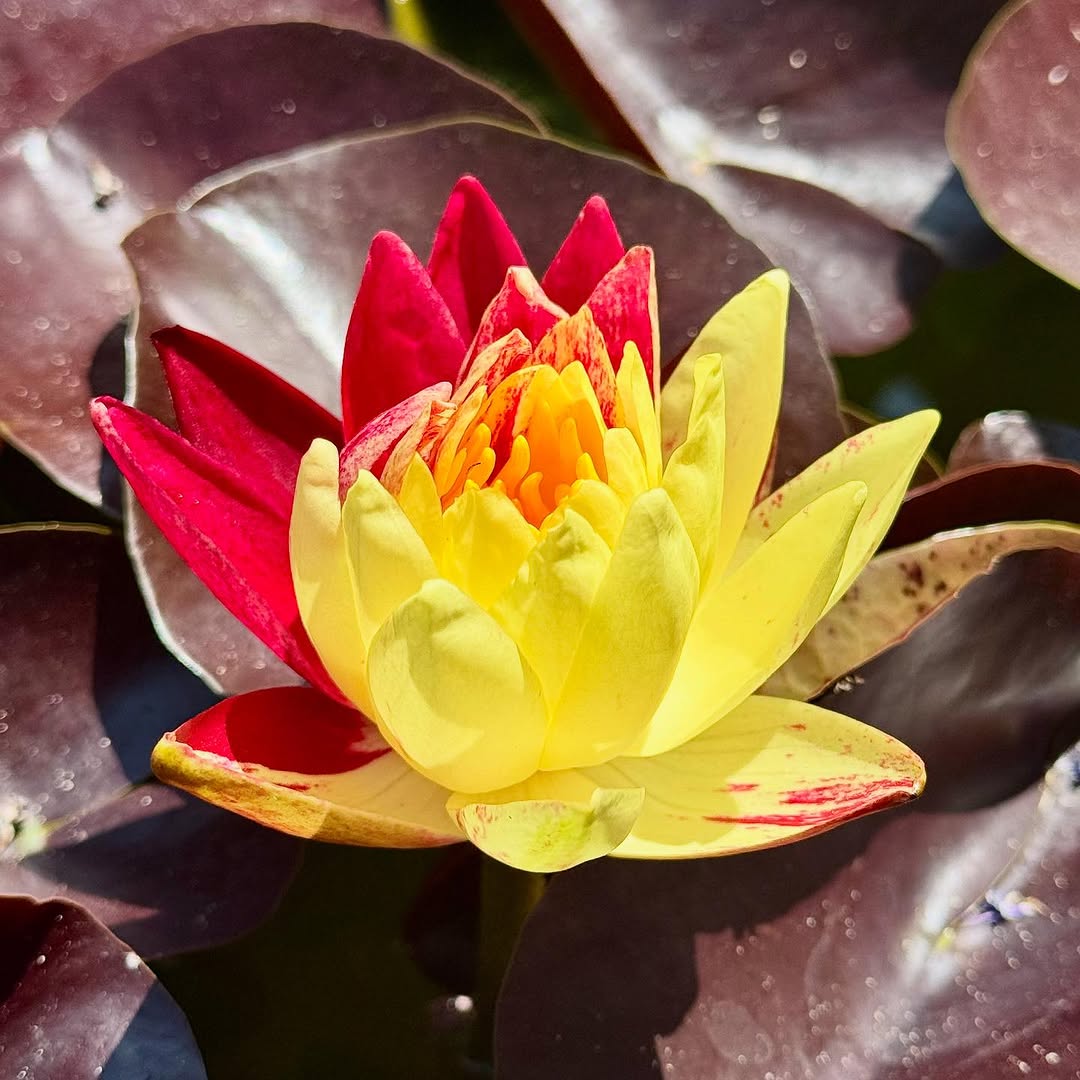 Ring of Fire Hardy Waterlily