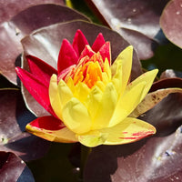 Ring of Fire Hardy Waterlily