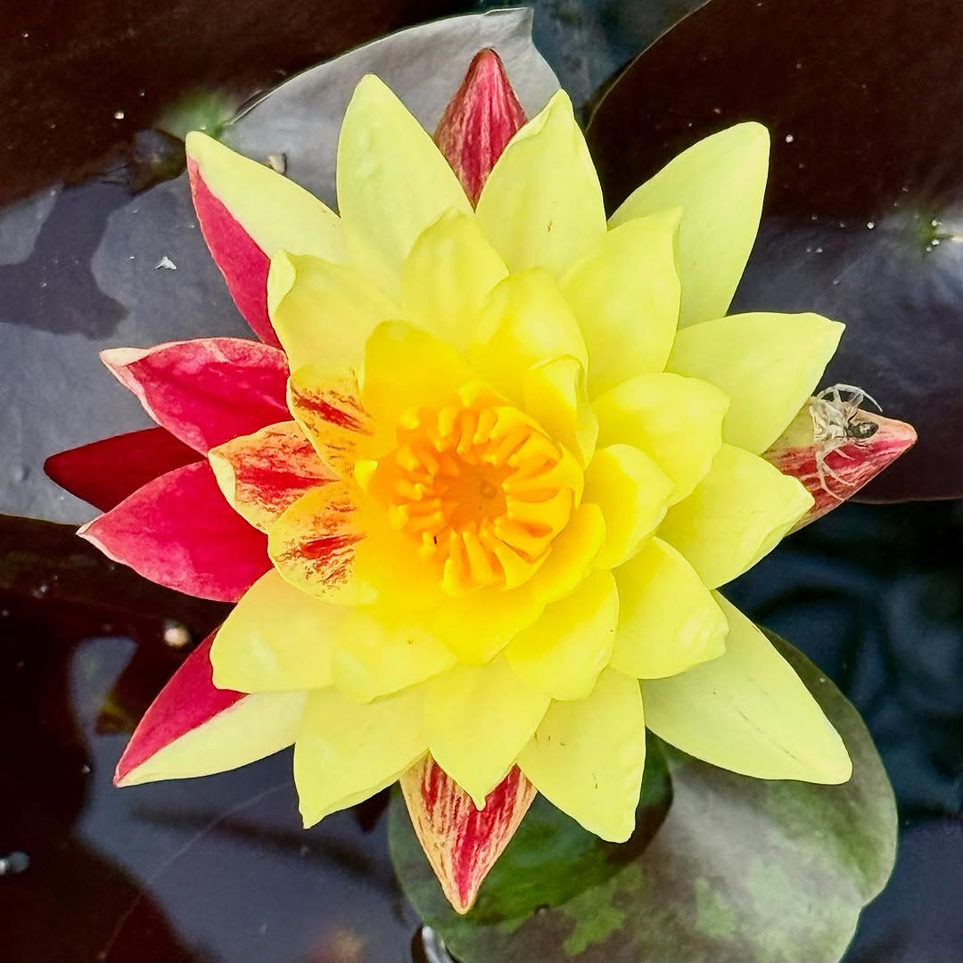 Ring of Fire Hardy Waterlily