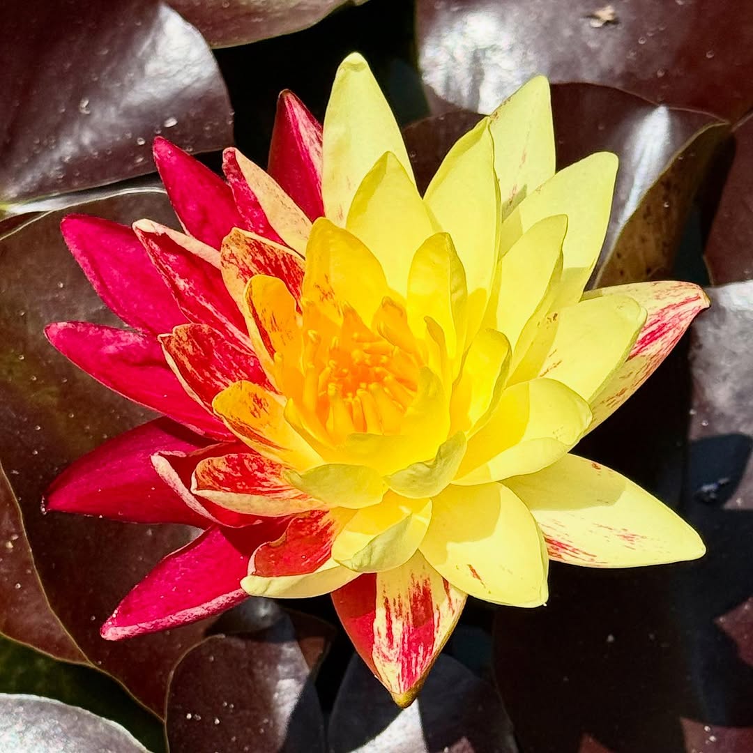 Ring of Fire Hardy Waterlily
