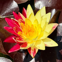 Ring of Fire Hardy Waterlily