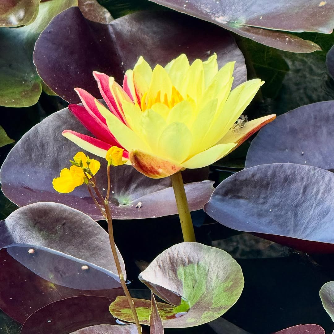 Ring of Fire Hardy Waterlily