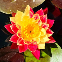 Ring of Fire Hardy Waterlily