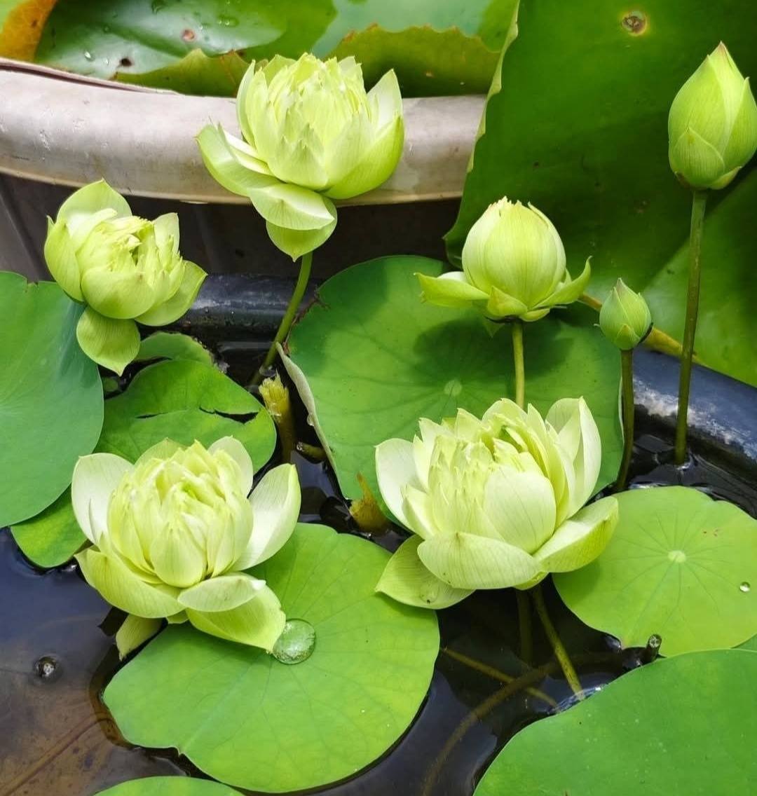 Green Rhyme Micro Lotus Tuber