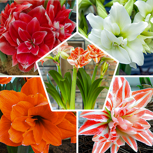 Amaryllis Lily Double Petal Flower Bulbs