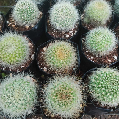Rebutia Cactus Yellow Flower Bare Rooted