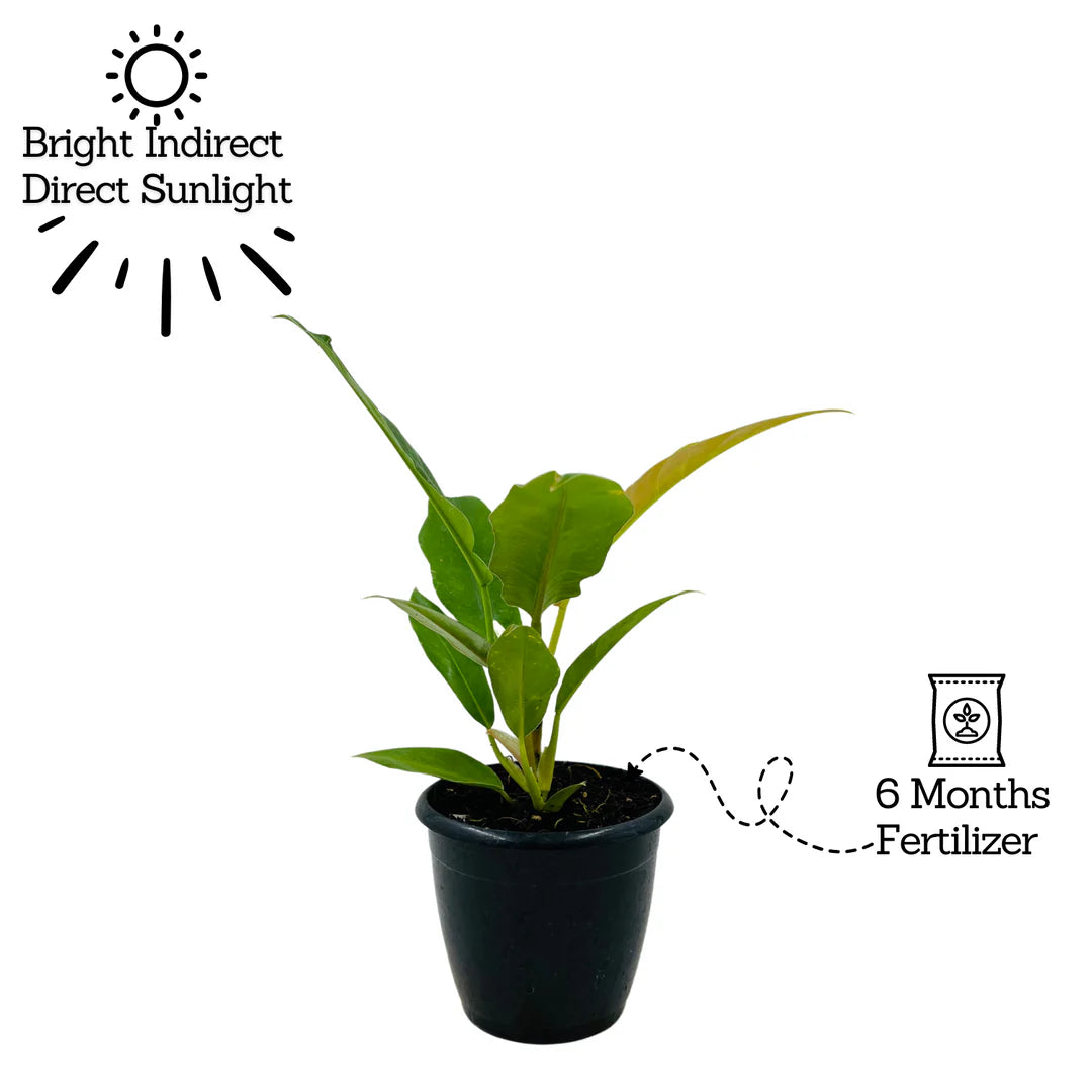 Philodendron Narrow Escape - plant store® 