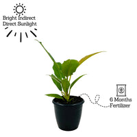 Philodendron Narrow Escape - plant store® 