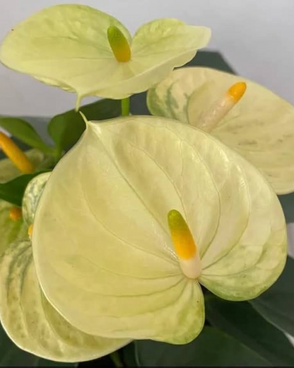 Anthurium Plants (with minimum 2 flowers)