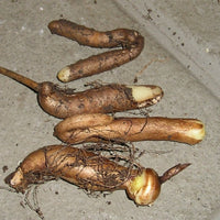 Flame Lily Bulbs (Mix Colour)