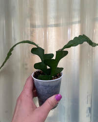 Fishbone Cactus (Plant it Yourself) Bare Rooted - plant store® 