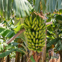 G9 Banana Tree