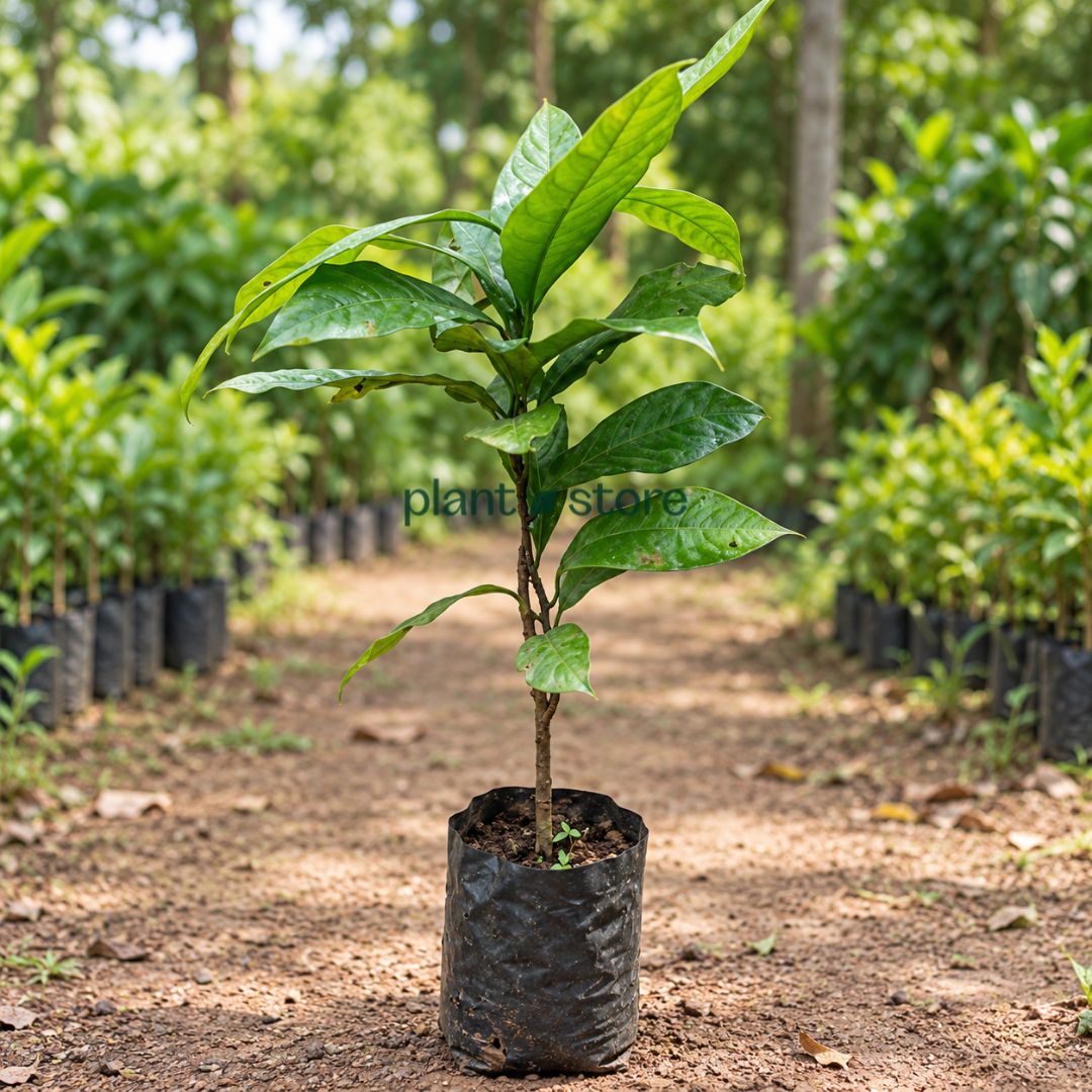 Jaiphal (Nutmeg) Masala Plant