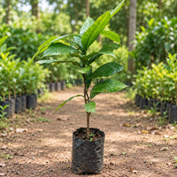 Jaiphal (Nutmeg) Masala Plant
