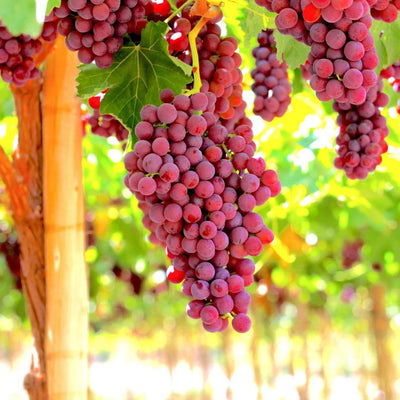 Red Flame Seedless Grapes Plant