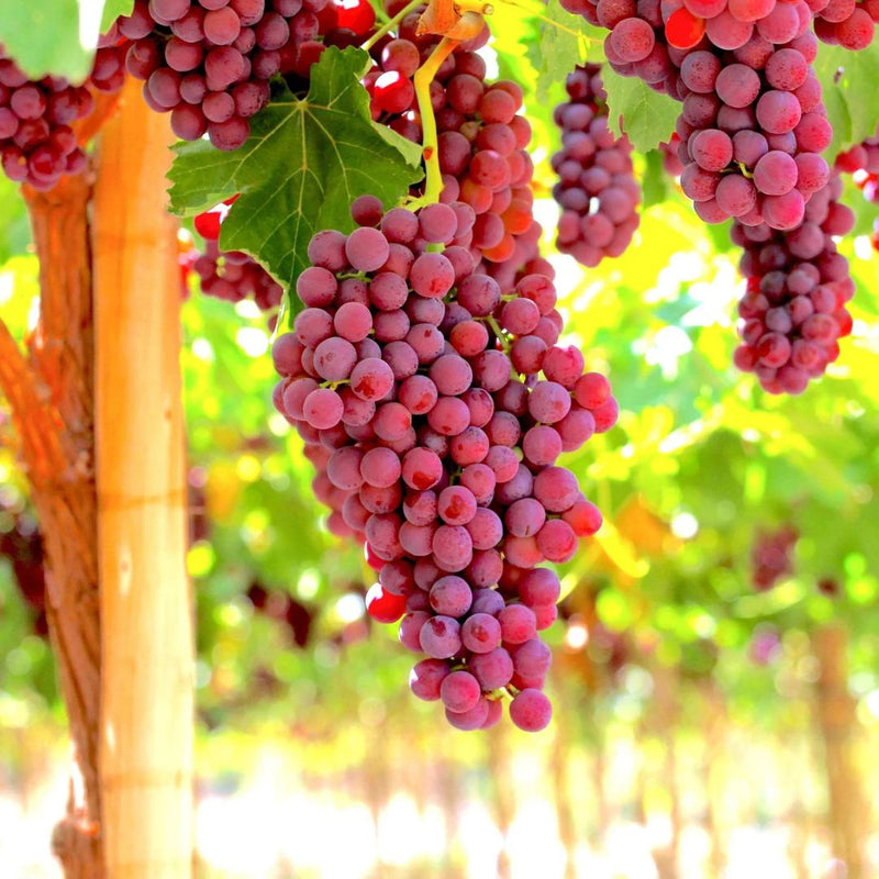 Red Flame Seedless Grapes
