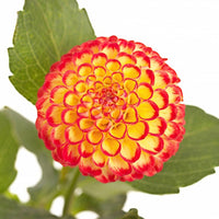 Pom Pom Dahlia (Mix Colour) Bulbs