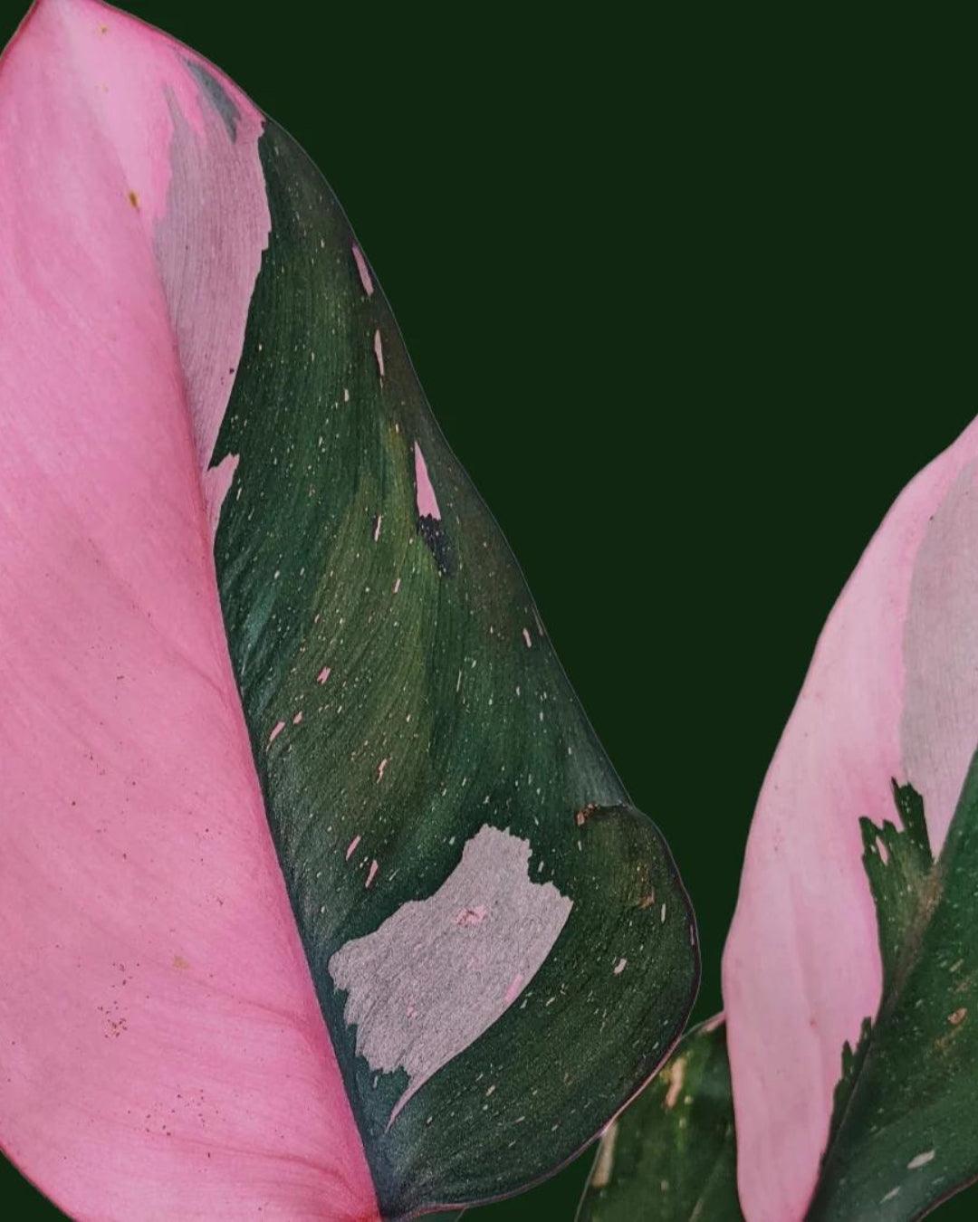 Philodendron Erubescens - Pink Princess - plant store® 
