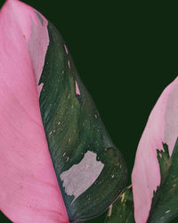 Philodendron Erubescens - Pink Princess - plant store® 