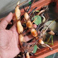 Lotus Red Philip Tuber - plant store® 